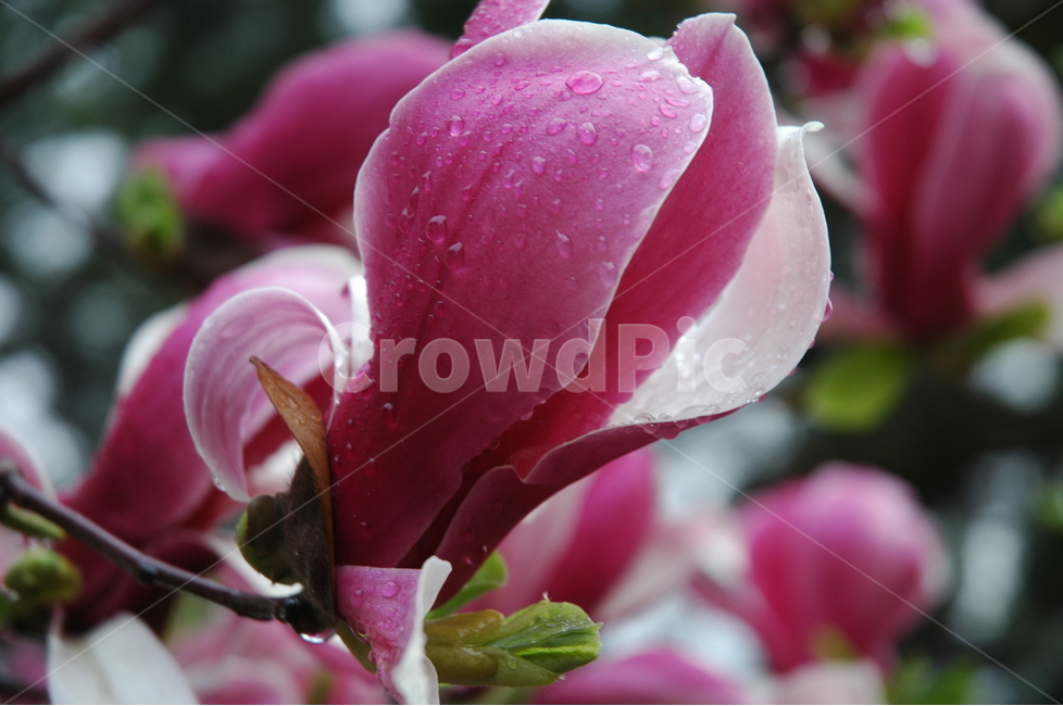 자목련,자옥란,목련,lilymagnolia,magnolialiliifloradesr,봄,계절,spring,season,식물,자연,plants,nature,꽃,flower,plant,blossom,petal,꽃잎