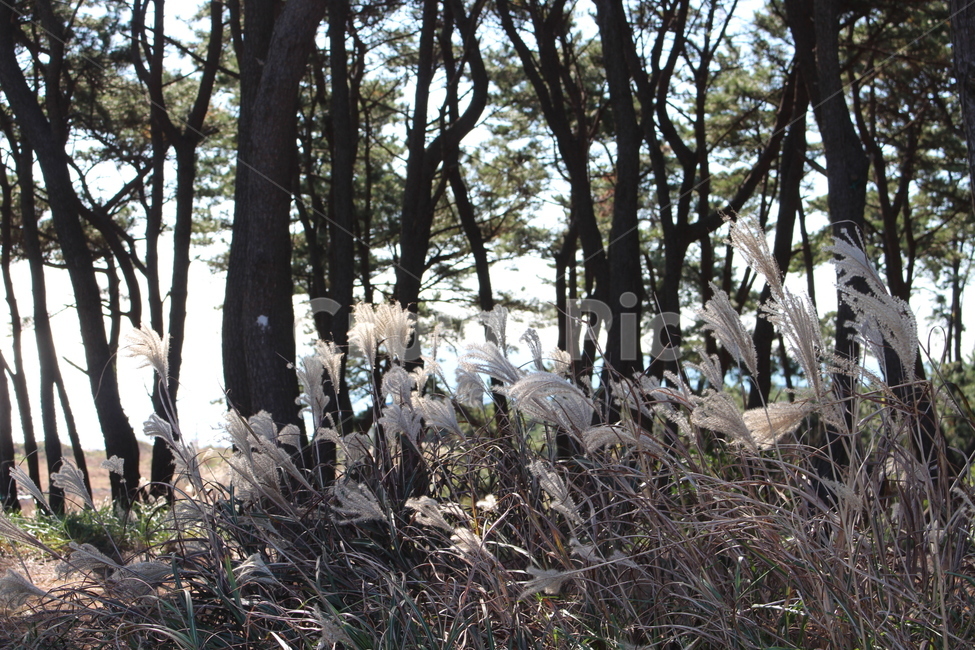 plant,식물,잔디,억새,들꽃,자연,풍경,가을,계절,fall,autumn,season,식물,자연,plants,nature