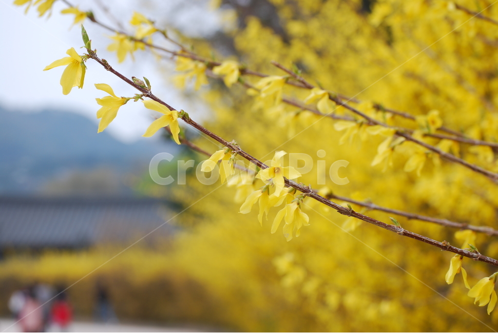봄,개나리,꽃,spring,flower,yellow,노란색,봄꽃,식물,자연,plants,nature,꽃,flower