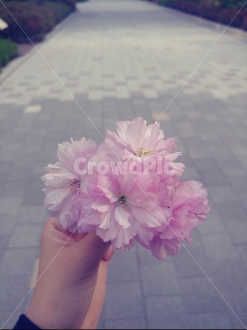 꽃,핑크,봄,꽃다발,손,꽃,flower