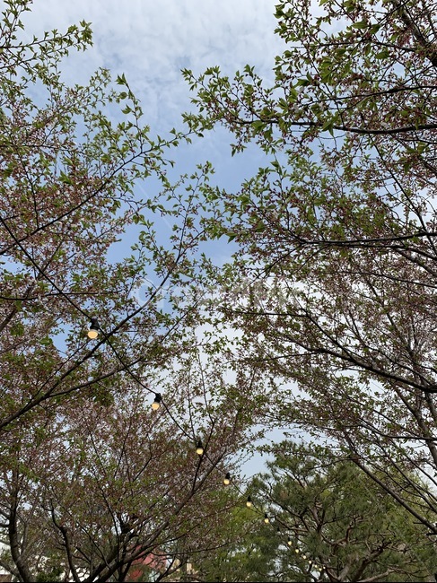 plant,식물,tree,하늘배경,나무,산뜻한,봄,식물,자연,plants,nature,나무,trees,wood