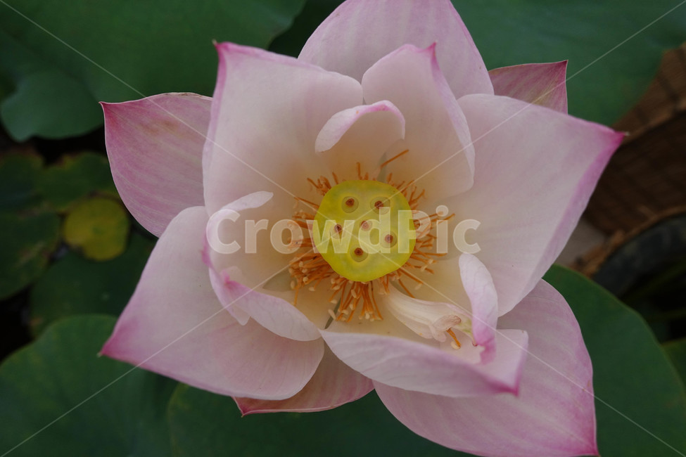 연꽃,연등,사찰,plant,식물,pollen,식물,자연,plants,nature,꽃,flower