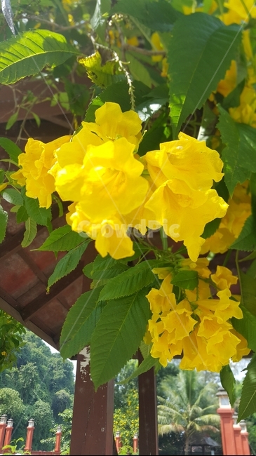 노란색꽃,동남아꽃,태국꽃,휴양지꽃,노란꽃,여름,여름꽃,식물,자연,yellowflower,summerflower