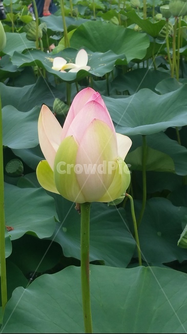 연꽃,꽃,핑크,자연,플라워,flower,초록,식물,자연,plants,nature,꽃,flower