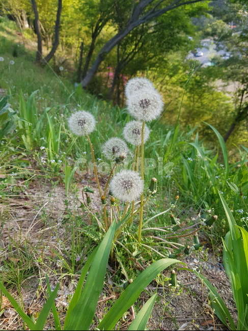 민들레,봄,spring,들꽃,꽃,flower,dandelion,식물,자연,plants,nature,꽃,flower