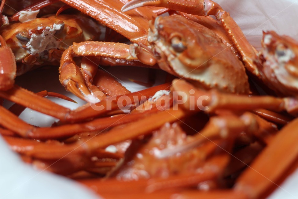 홍게,대게,음식,해양생물,crab,음식,식재료,요리,food,cook,meal,dishes,food reserves,수산물,해산물,fishery products,seafood