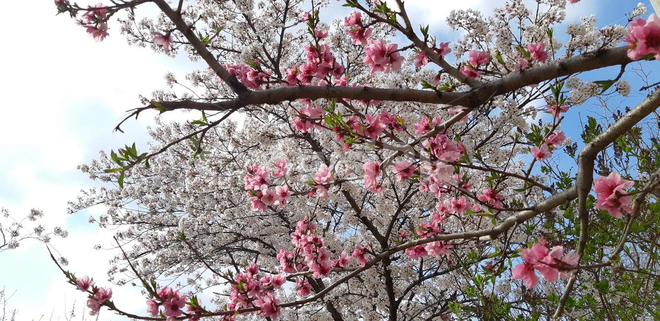 봄꽃,봄,꽃,매화,벚꽃,자연,nature,flower,apricot,봄,계절,spring,season,plant,식물,blossom