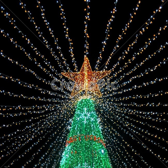 크리스마스,메리크리스마스,12월25일,성탄절,한해의끝,tree,나무,plant,식물