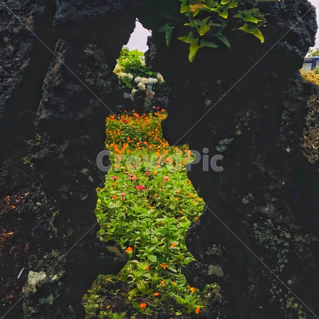 nature,자연,꽃,jeju,제주