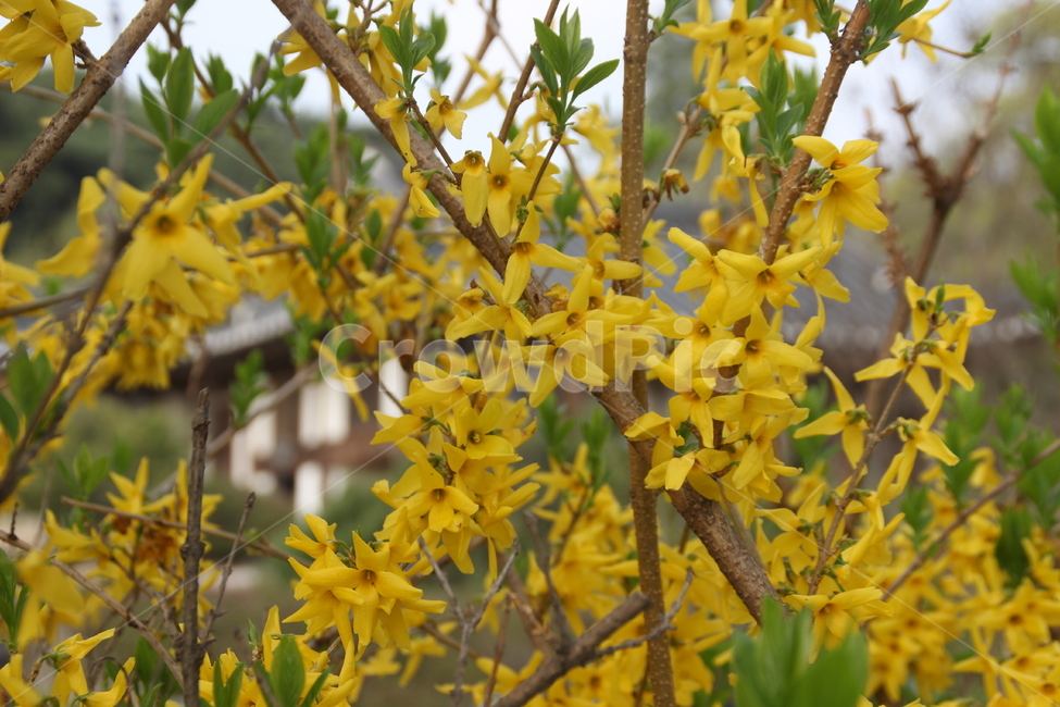 봄,개나리,꽃,spring,forsythia,flower