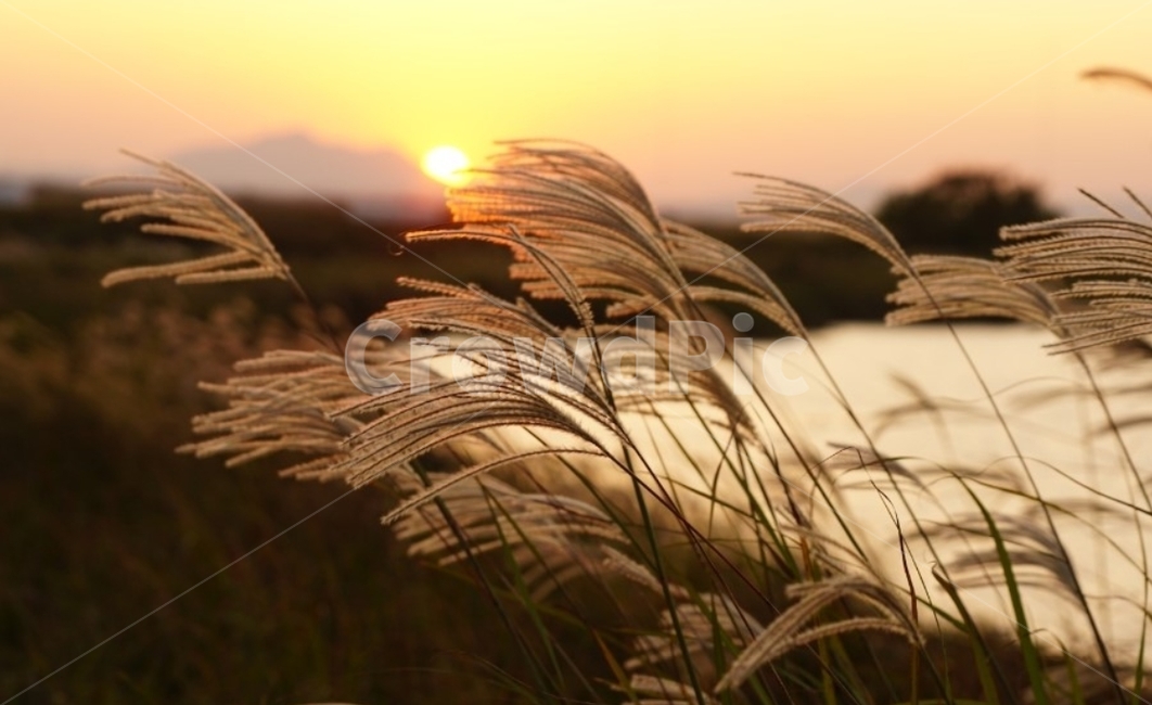 가을,억새,단풍,바람,자연,그림자,길,풍경,일몰,감성,서정,nature,autumn,태양,노을,가을,계절,fall,autumn,season,자연,풍경,nature,landscape,plant,식물,grass,잔디,lawn