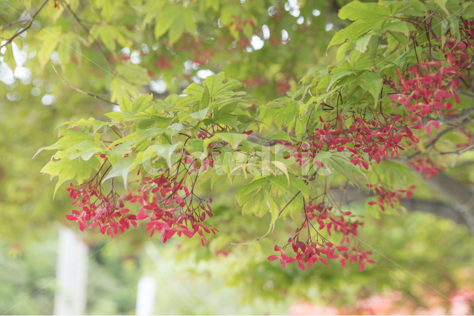 나무,식물,씨앗,단풍,단풍나무,단풍나무씨앗,식물,자연,plants,nature