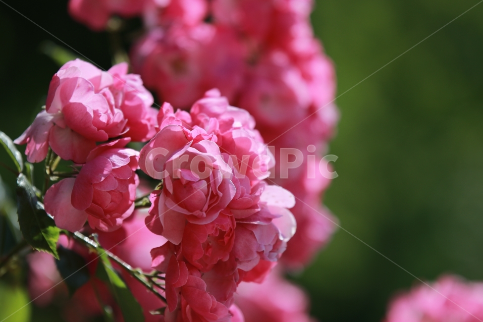 꽃,야생화,여름,장미,flower,식물,자연,plants,nature,꽃,flower
