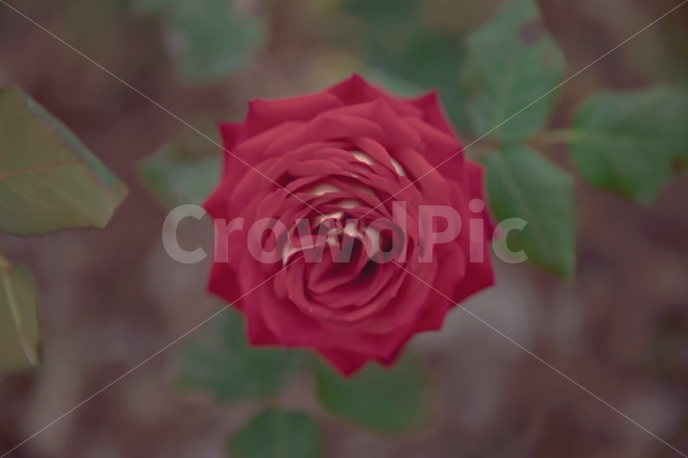 꽃,장미,flower,봄꽃,장미공원,식물,자연,plants,nature,꽃,flower,감성,sensible,feeling