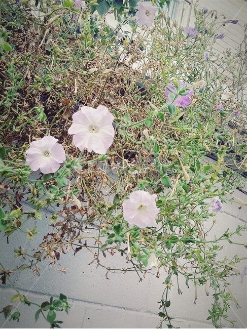 돌담,꽃,방긋,식물,풀