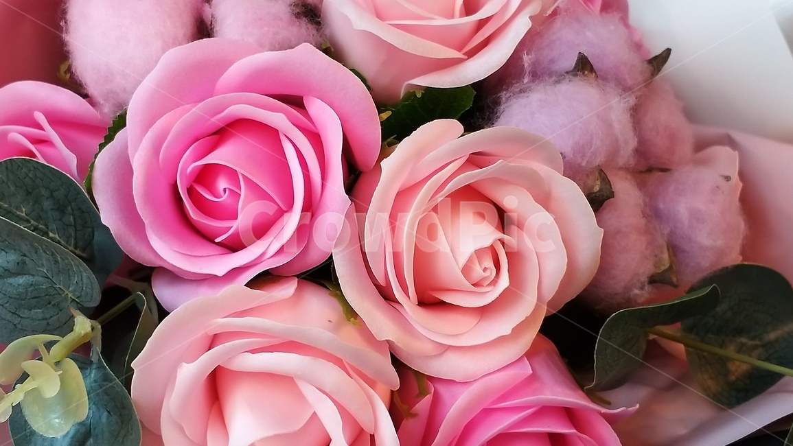 꽃,장미,식물,plant,rose,blossom,자연,식물,자연,plants,nature,꽃,flower