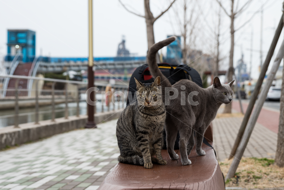 cat,고양이,길고양이,코숏,코리아숏헤어,러시안블루,러블,포항운하,운하,kitty,kitten,길냥,동물,animal,동물,animal,포유류,mammal,고양이,cat,kitten,kitty