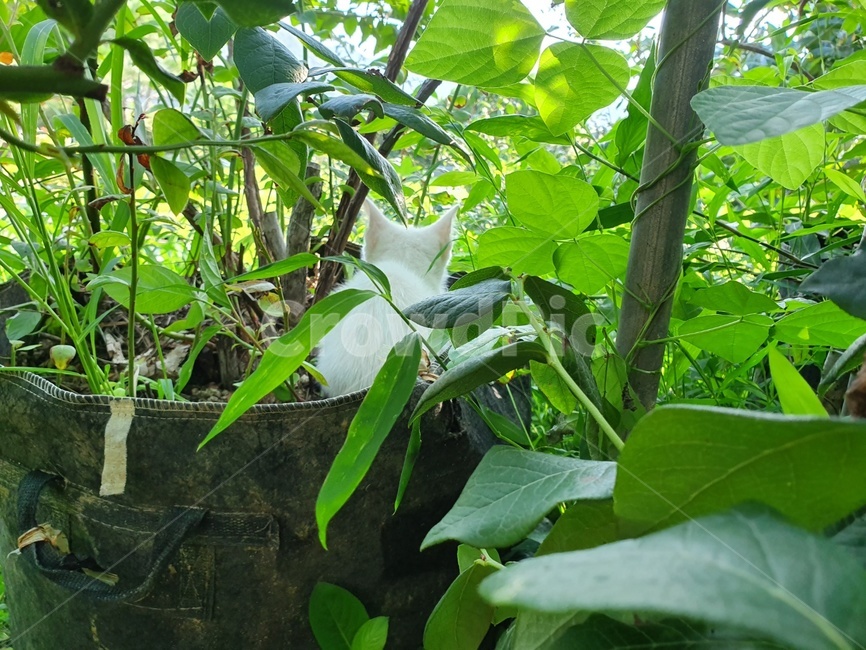 고양이,아기고양이,길냥이,동물,귀여운,캣,사랑스러운,animal,cat,kitty,포유류,풀숲,식물