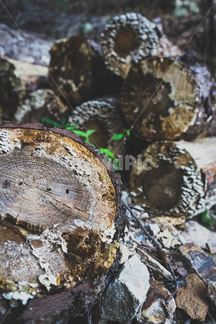 나무,가을,자연,쓸쓸함,분위기,식물,자연,plants,nature,나무,trees,wood