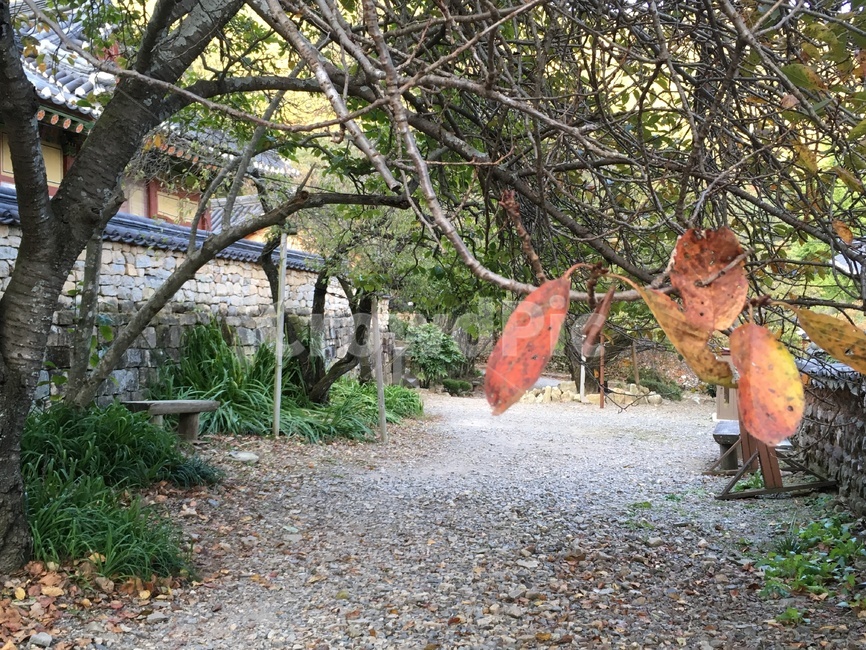 선암사,풍경,가을,낙엽,돌담장,담장,기와,코스모스,선암매,매화,산사,산지승원,절,사찰,불교,템플스테이,기도,유네스코,세계문화유산,길,돌담,산책,흙길,돌길,가을,계절,fall,autumn,season,gravel,자갈,dirt road,road,도로,plant,식물,tree,나무,ground,바닥