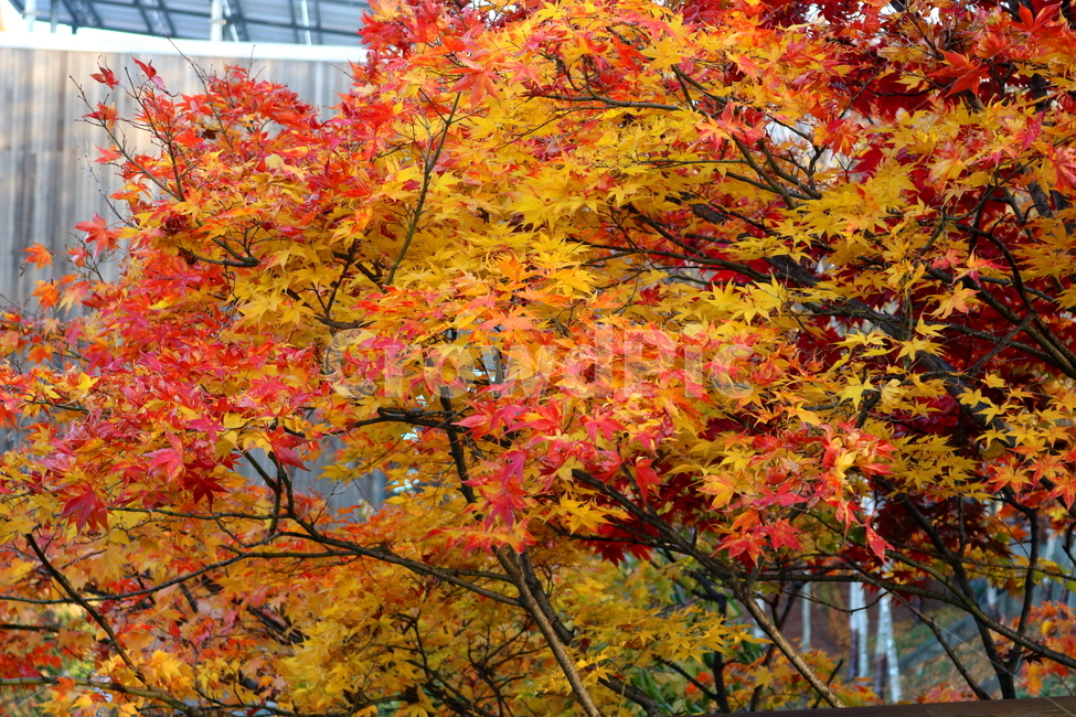 단풍,단풍나무,나무,식물,가을,자연,가을,계절,fall,autumn,season,식물,자연,plants,nature,leaf,잎,plant,tree,maple