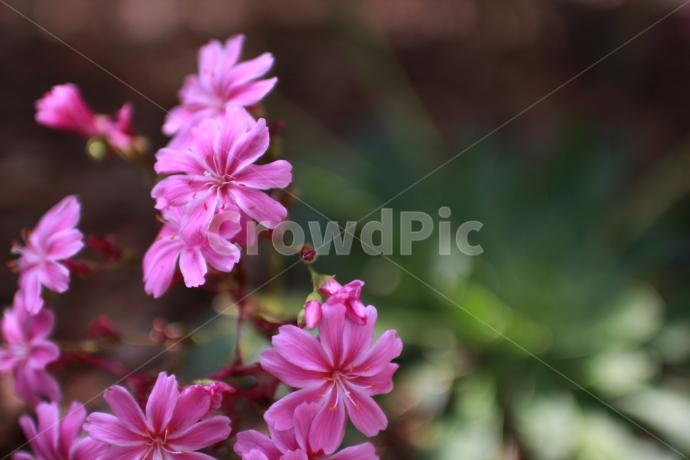 꽃,봄,꽃잎,flower,만개,핑크,핑크색꽃,식물,자연,화단,수목원,garden