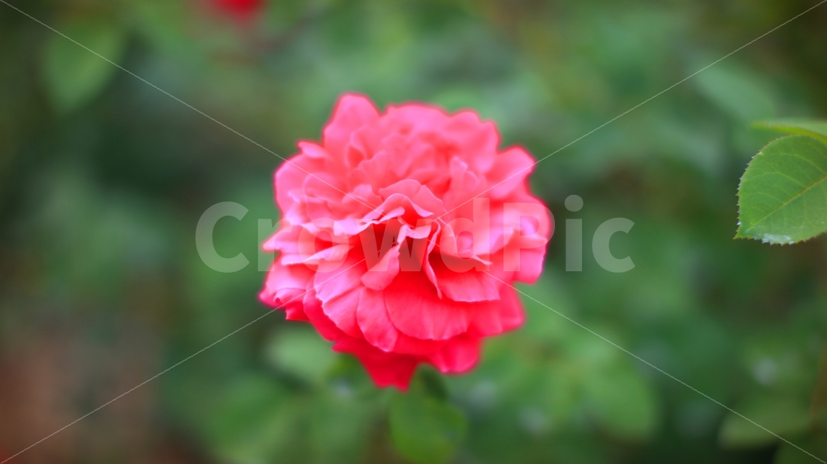 꽃,장미,장미꽃,붉은색,이쁘다,식물,자연,plants,nature,꽃,flower,감성,sensible,feeling