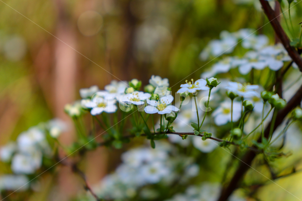 꽃,flowers,식물,꽃나무,geranium,flower,제라늄,plant,나무,tree,봄,spring,weather,풍경