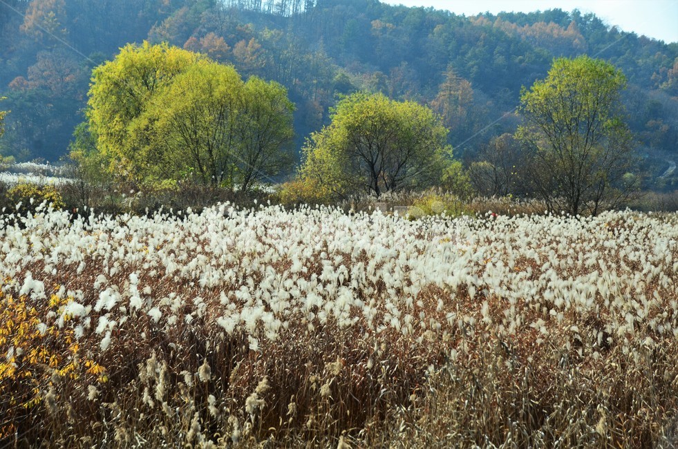 억새밭,억새,억새꽃,벼과,가을,한국풍경,자연,식물,가을,계절,fall,autumn,season,자연,풍경,nature,landscape
