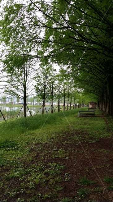 자연,나무,초록,식물,호수,tree,plant,water,자연,풍경,nature,landscape,outdoors,옥외,land,땅,물