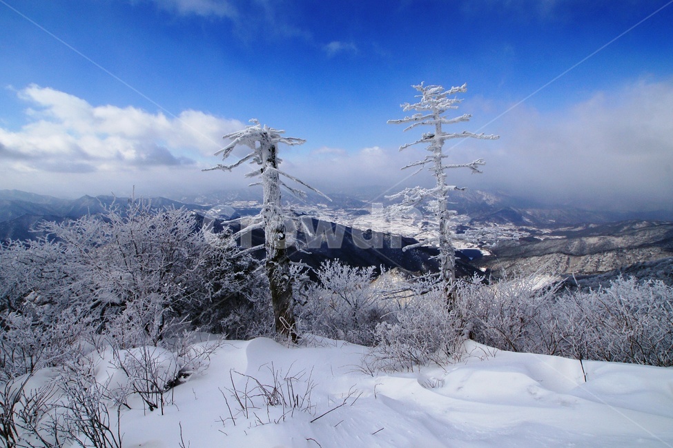 덕유산,설경,푸른하늘,눈,상고대,무주,주목,겨울,계절,winter,season,자연,풍경,nature,landscape,outdoors,옥외,tree,나무,plant,식물,fir,전나무
