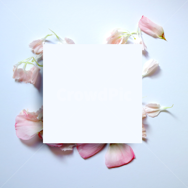 백그라운드,식물,자연,계절,봄,꽃,배경,배경이미지,내추럴,flower,nature,flora,background,꽃잎,프레임