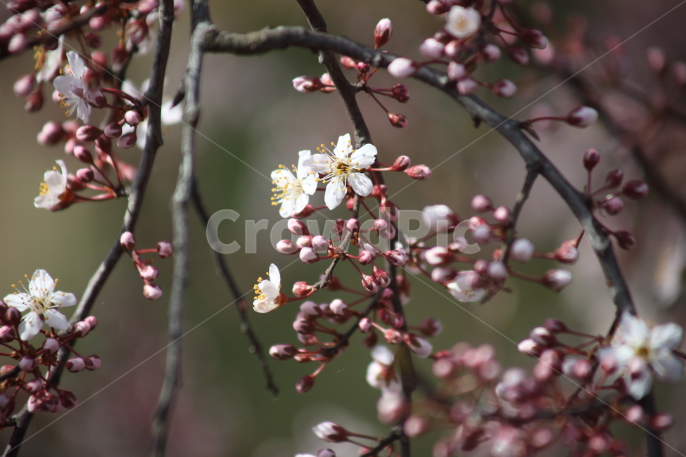 꽃,식물,양벚나무,봄,flower,봄,계절,spring,season,식물,자연,plants,nature,꽃,flower,plant,blossom,cherry blossom,벚꽃