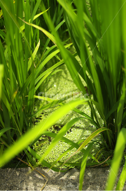 논,초록,녹색,벼,plant,산업,industry,industrial,농업,농사,agriculture,farming,farming industry