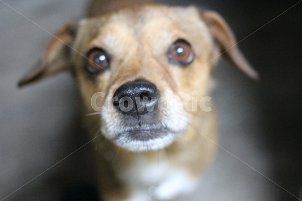 강아지,개,아련한개,누렁이,멍멍이