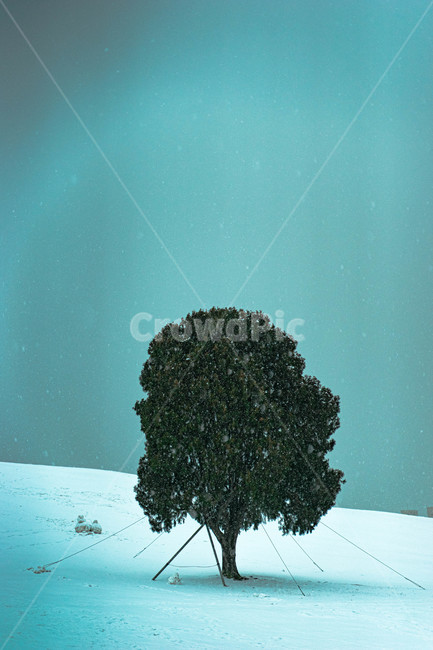 나홀로나무,올림픽공원,나무,공원,눈,tree,식물