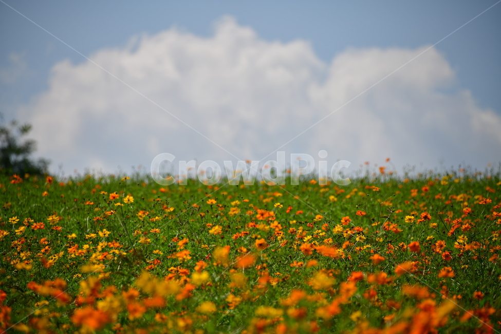 노랑,노란소스모스,가을,자연,코스모스,금계국,flower,plant,꽃,식물,자연,plants,nature,꽃,flower
