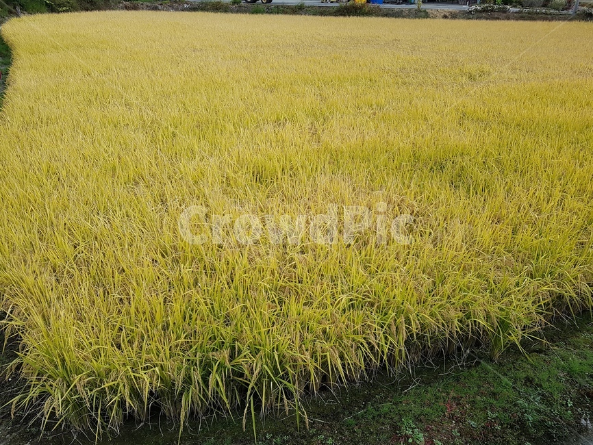 식물,벼,가을,쌀,노란색,가을,계절,fall,autumn,season,산업,industry,industrial,농업,농사,agriculture,farming,farming industry,field,들,grassland,목초지,outdoors,옥외,nature,자연,grass,잔디,plant,farm,농장,rural,농촌,land,땅