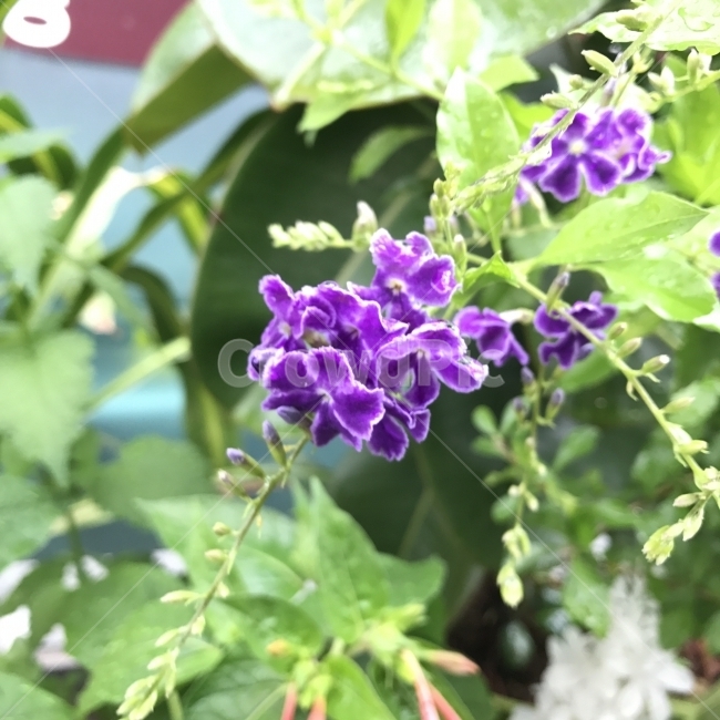 두란타,듀란타,발렌타인자스민,Pigeonberry,Duranta,Goldendewdrop,관목,독성,보라색,식물,꽃,Flower,식물,자연,plants,nature,꽃,flower