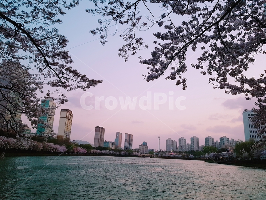 석촌호수,벚꽃,감성,벚꽃cherryblossom,자연,nature,구름,cloud,핑크색