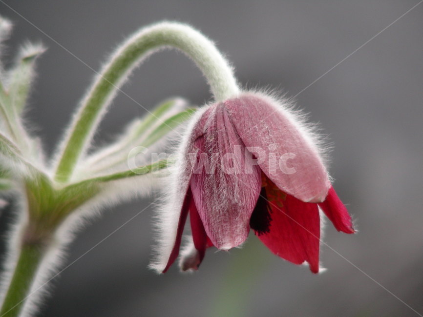할미꽃,꽃,봄,역광,털,식물,자연,plants,nature,꽃,flower