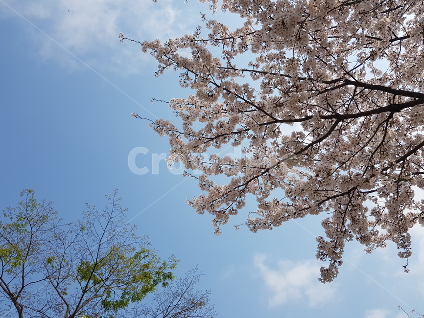 plant,식물,flower,꽃,벚꽃,나무,blossom