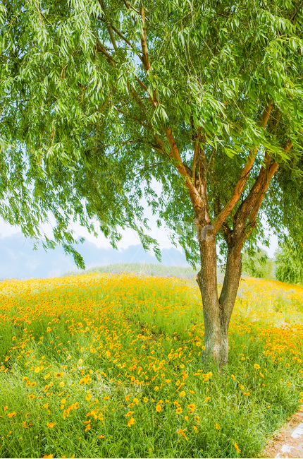 공원,힐링,버드나무,금계국,초록,자연,풍경,nature,landscape,식물,plants,나무,trees,wood,휴식,힐링,rest,relaxation,healing,field,들,grassland,목초지,outdoors,옥외,tree,plant
