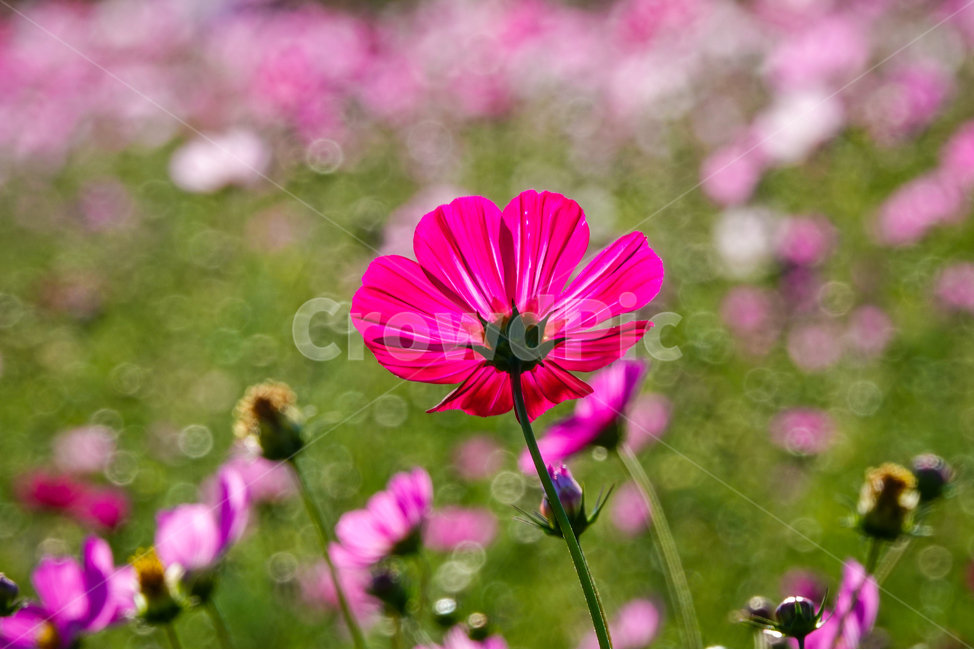 plant,식물,flower,꽃,코스모스,꽃밭,여름,식물,자연,plants,nature,꽃,flower