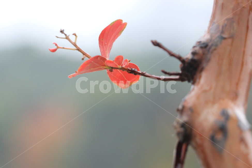 가을,낙엽,비,autumn,rain,가을비,autumnalrain,가을,계절,fall,autumn,season,식물,자연,plants,nature,plant