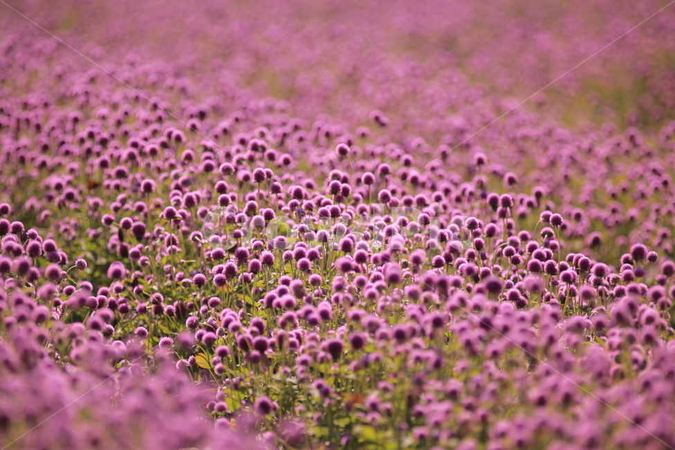 오이풀,가을꽃,burnet,빨강,보라,애기꽃,식물,자연,plants,nature,꽃,flower