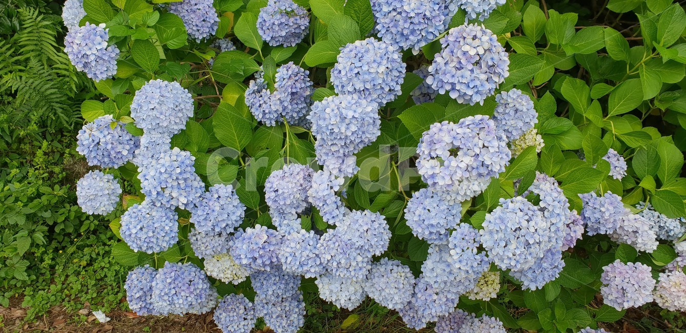 plant,식물,flower,꽃,수국,풍성한,식물,자연,plants,nature,꽃,flower