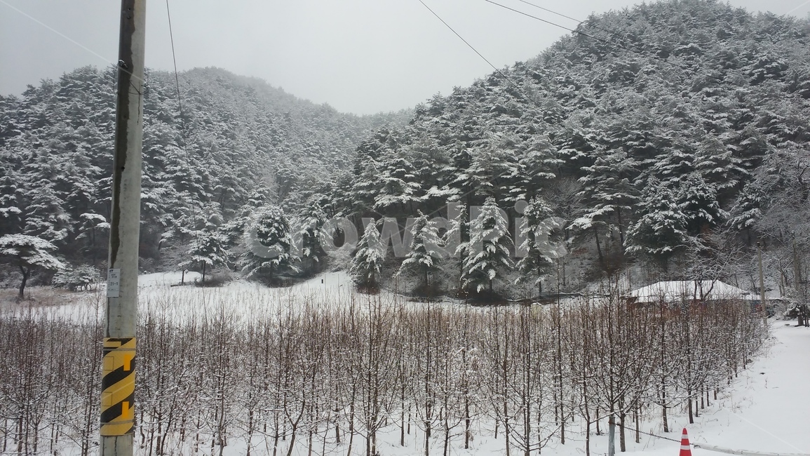 눈,설경,숲,시골,산,자연,겨울,계절,winter,season,자연,풍경,nature,landscape,tree,나무,plant,식물,fir,전나무