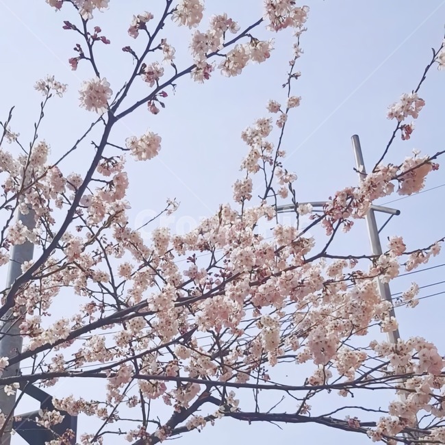 cherryblossomo,벚꽃,벚나무꽃,봄,벚나무,봄꽃,꽃,spring,flower,atmosphere,감성,봄느낌,계절,season,벚꽃축제,벚꽃구경,벚꽃놀이,나무,색감,tree,wood