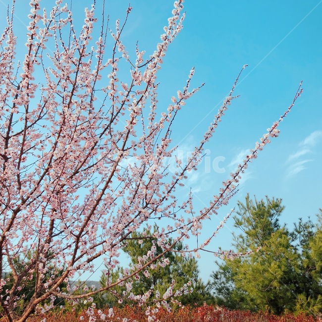 봄,벚꽃,하늘,풍경,따뜻함,나무,정사각